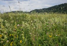 Rokytnický med farmářský produkt Včelí farma Rokytník regionální produkt med z Adršpachu bio med med z CHKO Broumovsko Simona Adamcová včely kvalitní med nejlepší med med z chráněné krajinné oblasti včelařka med s příběhem medový obchůdek lesní med ochucené medy